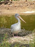 Pelican, Pelecanus onocrotalus, P. rufescens (ord Pelecaniformes) (fam Pelecanides) (Photo F. Mrugala) (01)